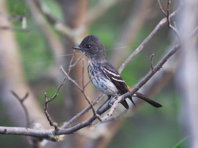 Caatinga Black-tyrant