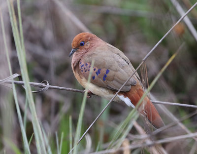 Blue-eyed Ground-Dove