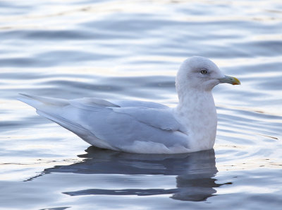 Iceland Gull (adult winter)