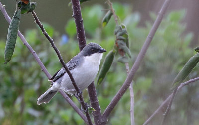 Cinereous Warbling Finch