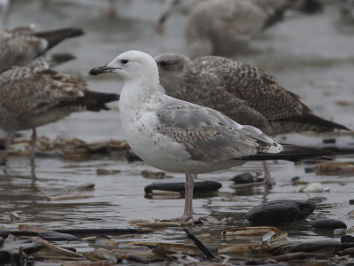 Caspian Gull