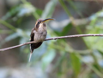 Scale-throated Hermit 