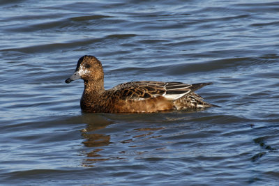 Wigeon in diguise?