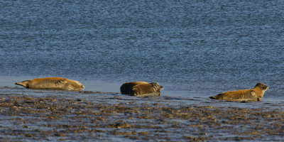 3 or 4 seals of group of 6