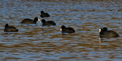 Coot conversation