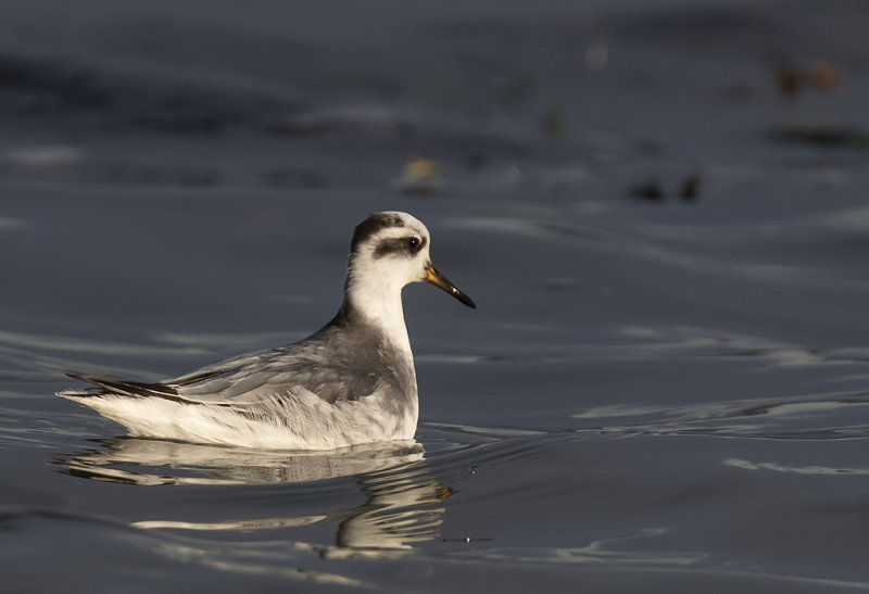Grey Phalarope ( Brednbbad simsnppa ) Phalaropus fulicarius - GS1A7003.jpg