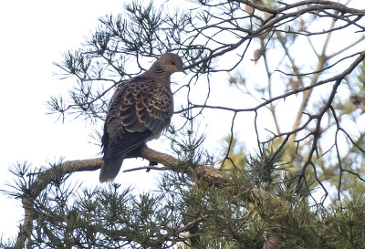 Oriental Turtle Dove ( Strre turturduva ) Streptopelia orientalis - GS1A7270.jpg