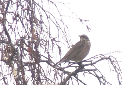 Naumann´s Thrush ( Rödtrast ) Turdus naumanni - IMG_0060.jpg
