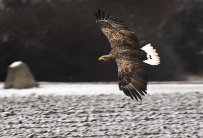 White-tailed Eagle ( Havsörn ) Haliaeetus albicilla - GS1A6655.jpg