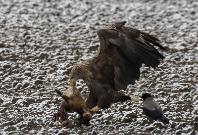 White-tailed Eagle ( Havsörn ) Haliaeetus albicilla - GS1A6570.jpg