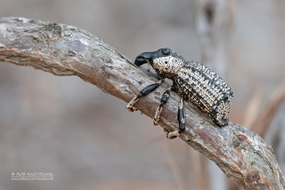 Rhytidophloeus rothschildi