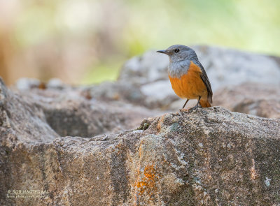 Benson-rotslijster - Benson's Rock-Thrush - Monticola bensoni