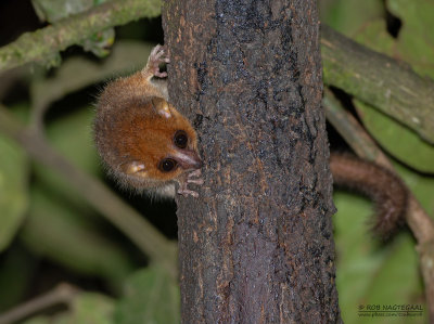 Rode muismaki - Rufous mouse lemur - Microcebus rufus