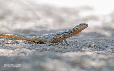 Grandidiers Madagaskarleguan - Grandidier's Madagascar swift - Oplurus grandidieri