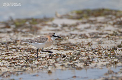 Vale Strandplevier - White-fronted Plover - Charadrius marginatus tenellus