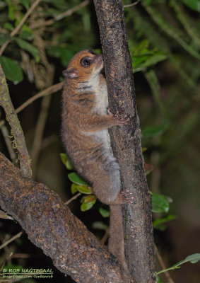Undescribed Species Dwarf Lemur - Cheirogaleus Crossleyi Nova