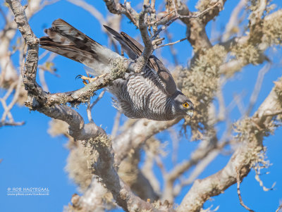 Madagaskarsperwer - Madagascar Sparrowhawk - Accipiter madagascariensis