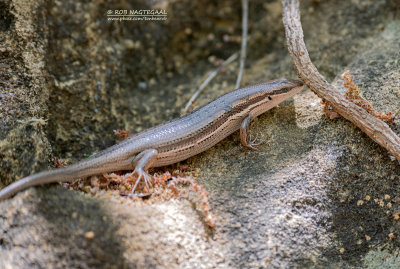 Gravenhorsts Skink - Trachylepis Gravenhorstii