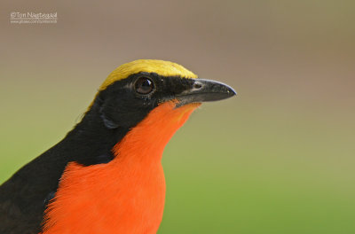 Goudkapfiskaal - Yellow-crowned Gonolek - Laniarius barbarus