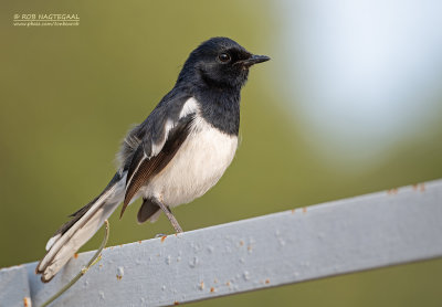 Pelzelns dayallijster - Pelzelns Magpie-robin - Copsychus pica