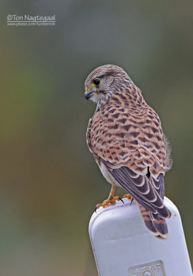 Torenvalk - Common Kestrel - Falco tinuncullus