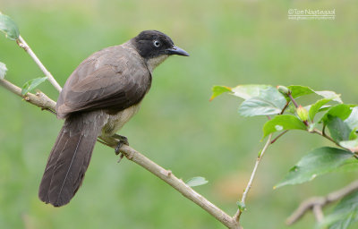 Zwartkapbabbelaar - Blackcap babbler - Turdoides reinwardtii