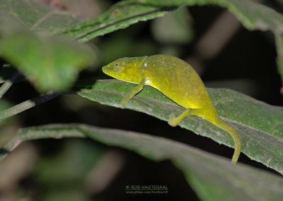 Perinetkameleon - Perinet Chameleon - Calumma gastrotaenia