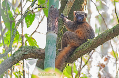 Gouden Bamboemaki - Golden Bamboo Lemur - Hapalemur aureus