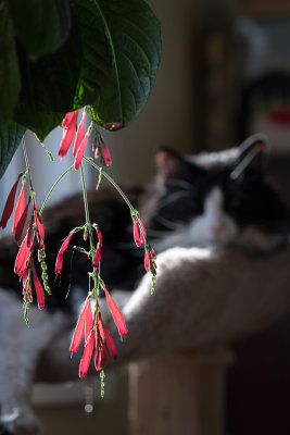 Schomburgk's Fountain Plant (Odontonema Schomburgkianum)