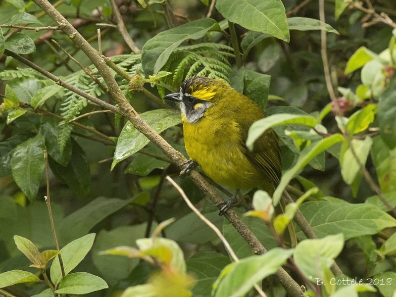 Geelpluimbuulbuul - Yellow-eared Bulbul - Pycnonotus penicillatus