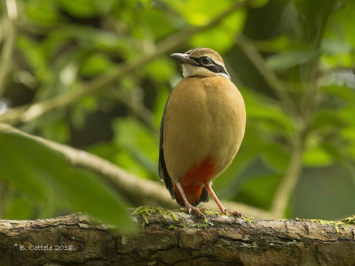 Negenkleurige Pitta - Indian Pitta 