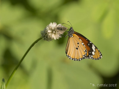 Kleine Monarchvlinder - Plain Tiger - Danaus chrysippus