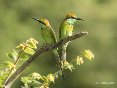 Kleine Groene Bijeneter - Green Bee-eater - Merops orientalis