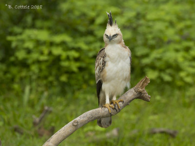 Indische Kuifarend - Changeable Hawk Eagle - Spizaetus cirrhatus