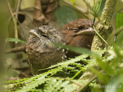 Asian Frogmouths