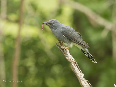 Grijsbuik Piet-van-Vliet - Grey-bellied cuckoo - Cacomantis passerinus