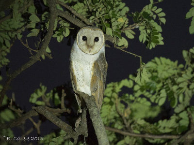 Oostelijke Kerkuil - Eastern Barn Owl - Tyto javanica
