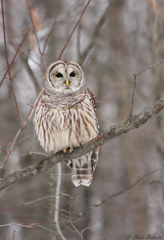 Chouette rayée / Barred Owl