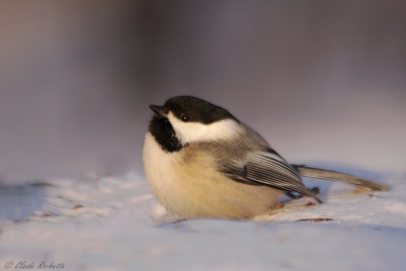 Msange  tte noire / Black-capped Chickadee