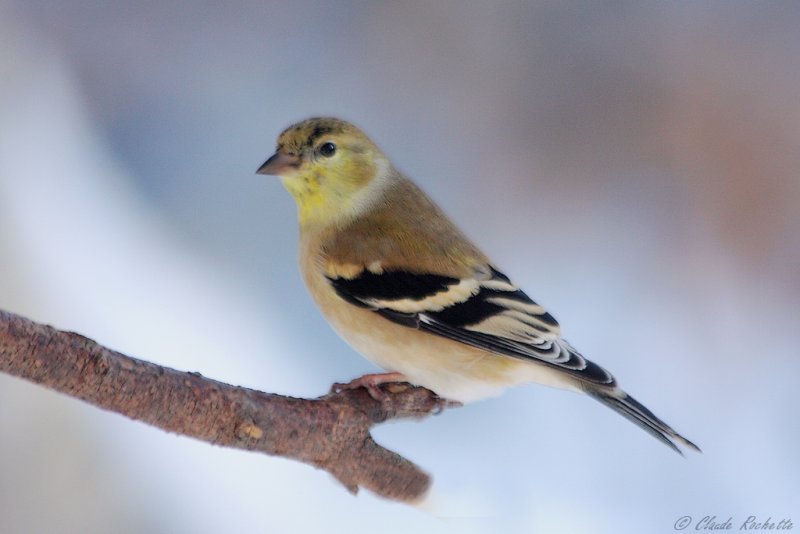 Chardonneret jaune / American Goldfinch