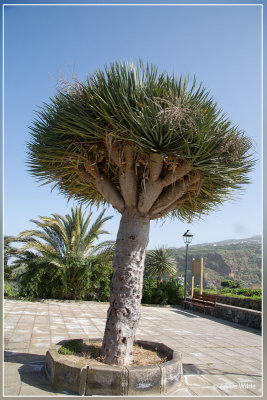 Drakenbloedboom - Dracaena draco