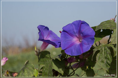 Ipomoea indica