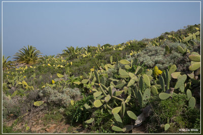 Vijgcactus - Opuntia ficus-indica 