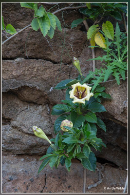 Solandra grandiflora