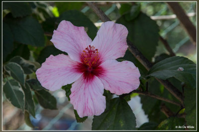 Hibiscus rosa-sinensis - Chinese roos 