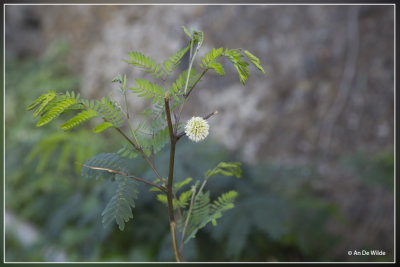 Witte mimosa - Leucaena leucocephala 