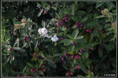 Acokanthera oblongifolia