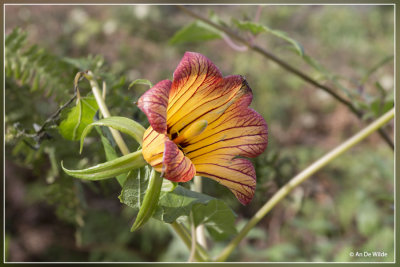 Canarisch klokje - Canarina canariensis