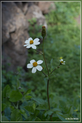 Bidens pilosus