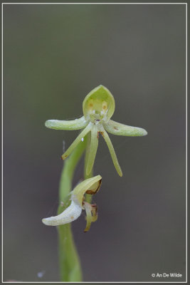 Habenaria tridactylites